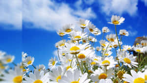 Una hermosa flor frente a la simplicidad de la naturaleza