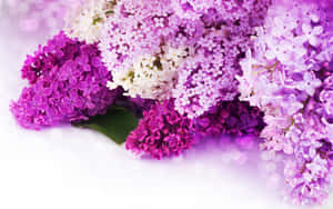 Fondo de flor rosa