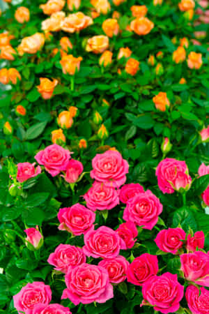 Imágenes de hermosas flores