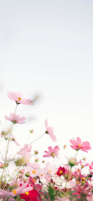 Fondo de flor rosa