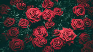 Imágenes de flores hermosas