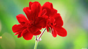Imágenes de hermosas flores