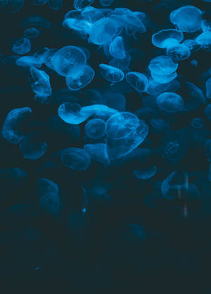 Medusa Azul Oscuro Bajo el Agua wallpaper — OnePlus Pad 2 Pro Fondos de pantalla