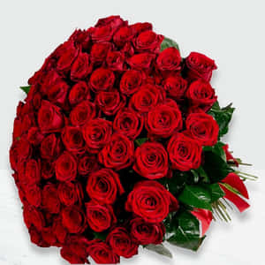 Imágenes de flores de rosa — Flor de rosa Fondos de pantalla