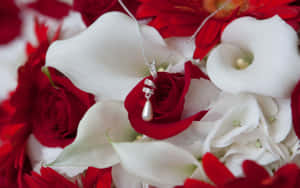 Imágenes de rosas — Rosa Fondos de pantalla
