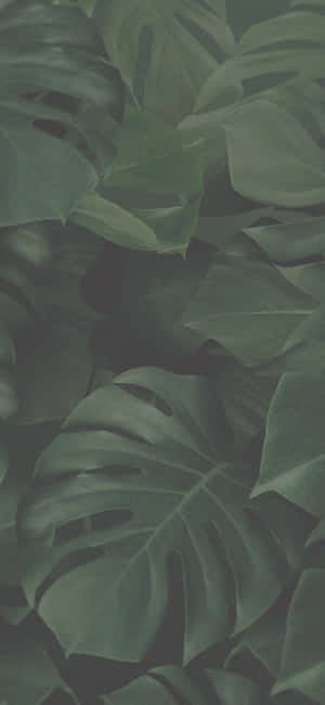 Fondo de estética verde — iPhone 16 Fondos de pantalla