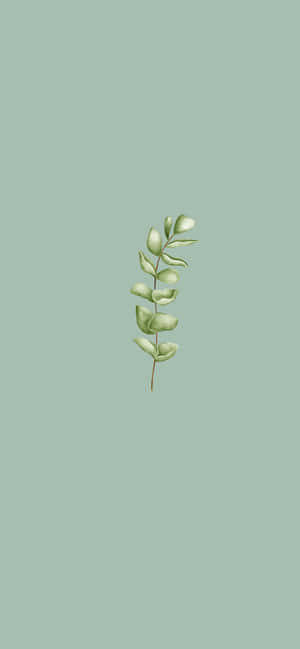 Imágenes de estética verde salvia — iPhone 16 Pro Max Fondos de pantalla