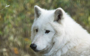 Lobo depredador blanco de Hudson mirando algo a lo lejos en un bosque.