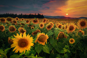 Fondo de pantalla de Campo de Girasoles al Atardecer