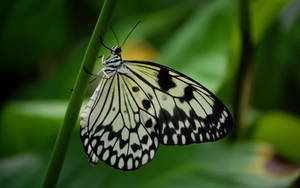 Mariposa de color amarillo pálido a blanco y negro posada sobre un tallo fondo de pantalla.