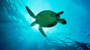 Una majestuosa tortuga marina deslizándose en el profundo océano azul — Tortuga genial Fondos de pantalla