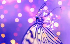 Imágenes de Estética de Mariposa — MacBook Pro 16 Fondos de pantalla