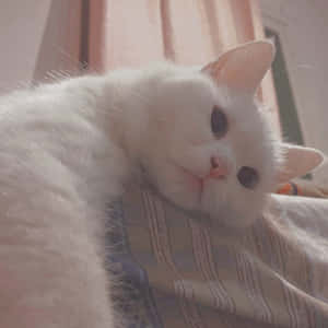 Fotos estéticas de gatos — Gato aesthetic Fondos de pantalla