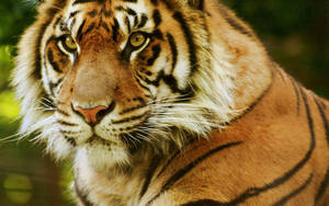 Fondo de pantalla de primer plano de tigre feroz con ojos de depredador