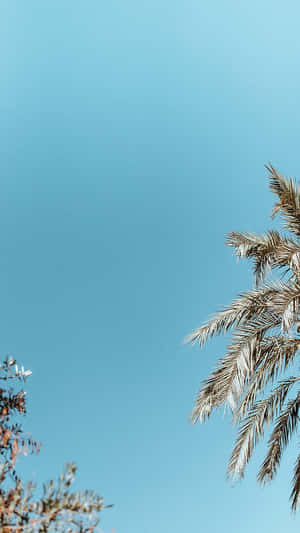 Imágenes de estética preppy — Estética preppy Fondos de pantalla
