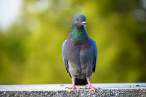 imágenes de palomas — MacBook Pro M3 Fondos de pantalla