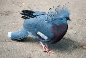 imágenes de palomas — MacBook Air M3 Fondos de pantalla