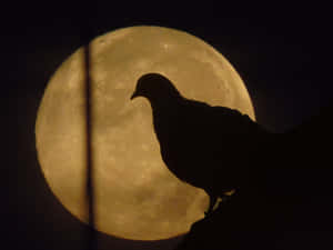 imágenes de luna llena