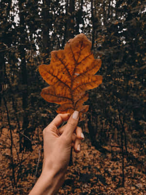 Fondo estético de otoño — iPad 9.ª generación Fondos de pantalla