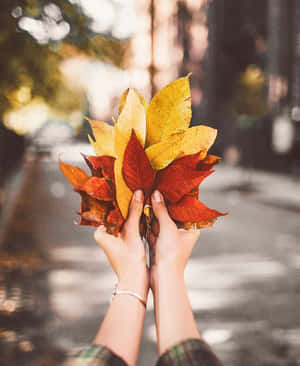 Imágenes estéticas de otoño — Estética otoñal Fondos de pantalla