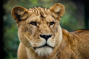 Primer plano de leona depredadora observando a su presa con sus ojos marrones en la naturaleza.