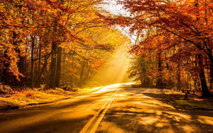 Camino con brillante reflejo de la luz del sol y árboles de Hickory naranjas durante la temporada de otoño. — Otoño Fondos de pantalla