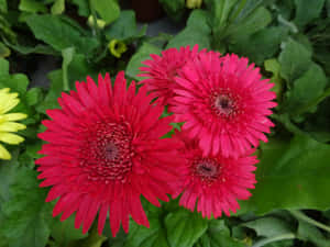 Imágenes de flores hermosas