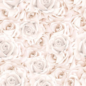 Fondo de Rosa Blanca — iPad Pro 11 Fondos de pantalla