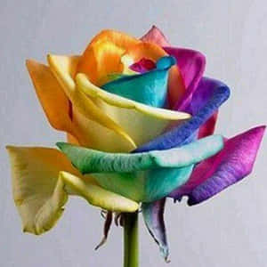 Imágenes de flores de rosa — Flor de rosa Fondos de pantalla