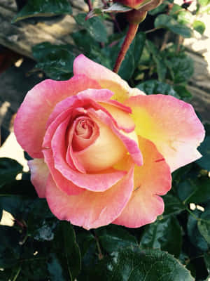 Imágenes de flores de rosa — Flor de rosa Fondos de pantalla