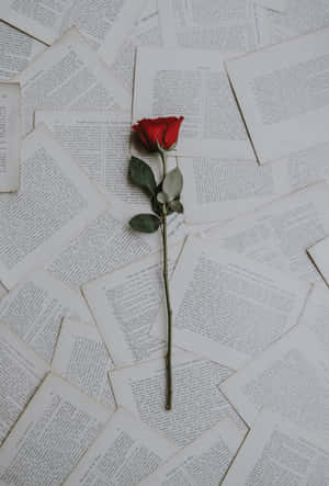 Imágenes de rosas — Rosa Fondos de pantalla