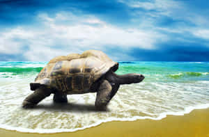 Fondo de Tortuga — Tortuga genial Fondos de pantalla