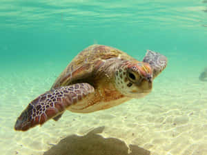 Una tortuga contenta y feliz nadando tranquilamente en un estanque sereno y cristalino — Tortuga genial Fondos de pantalla
