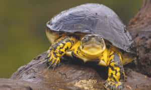 Una tortuga linda disfrutando una siesta — Tortuga genial Fondos de pantalla