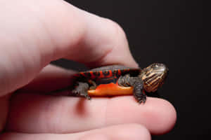 Una tortuga linda para alegrar tu día — Tortuga linda Fondos de pantalla