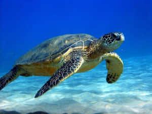 Fondo de Tortuga — Tortuga genial Fondos de pantalla