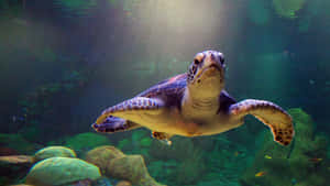 Fondo de Tortuga — Tortuga genial Fondos de pantalla