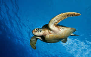 Fondo de tortuga — Tortuga genial Fondos de pantalla