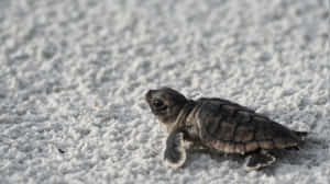 Una Tortuguita Muy Linda y Segura — Tortuga linda Fondos de pantalla