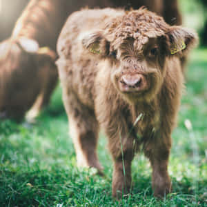 Fotos de vacas lindas