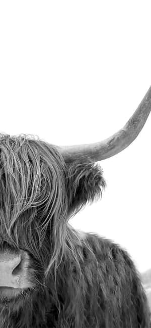 Vaca iPhone — iPhone 13 Mini Fondos de pantalla