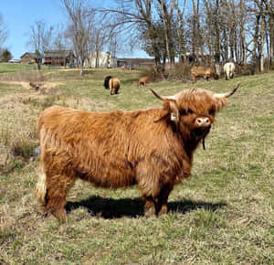 Imágenes de vacas lindas