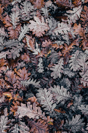 Hojas de roble viejas anaranjadas y marrones caídas en el suelo durante la temporada de otoño. — Otoño Fondos de pantalla