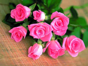 Imágenes de flores de rosa — Flor de rosa Fondos de pantalla