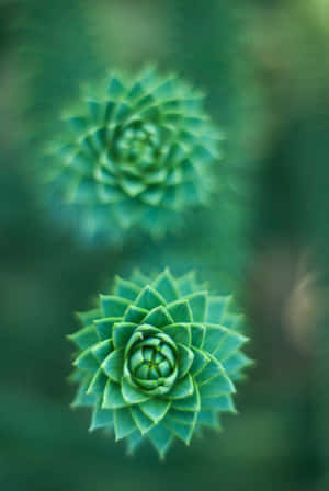 Fondo de Flor Verde — iPad Pro 11 Fondos de pantalla