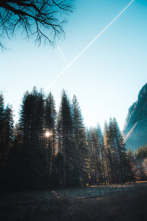 Fondo de pantalla de foto de pinos altos en el bosque con el sol brillando — 2:3 Fondos de pantalla