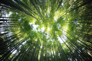 Fondo de Naturaleza Verde — MacBook Pro 14 Fondos de pantalla