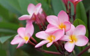 Imágenes de hermosas flores