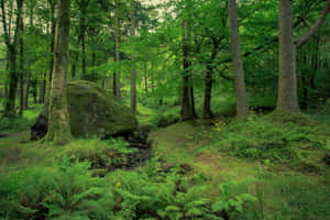 Fondo de naturaleza verde — MacBook Air M4 Fondos de pantalla