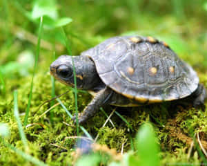 Únete a esta linda tortuga en su viaje — Tortuga linda Fondos de pantalla